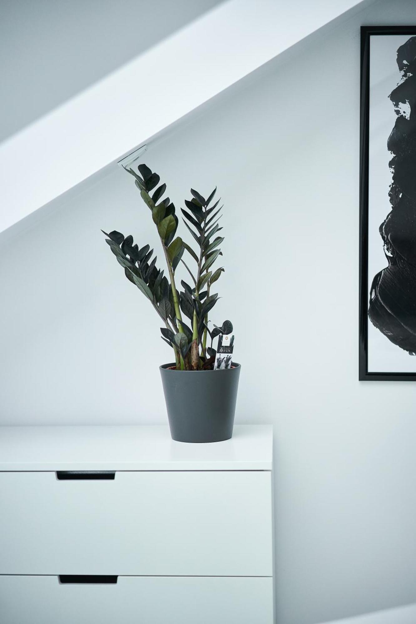 Unique Design Loft In Middle Of Centre Of Old Town With Netflix Lejlighed Kraków Eksteriør billede